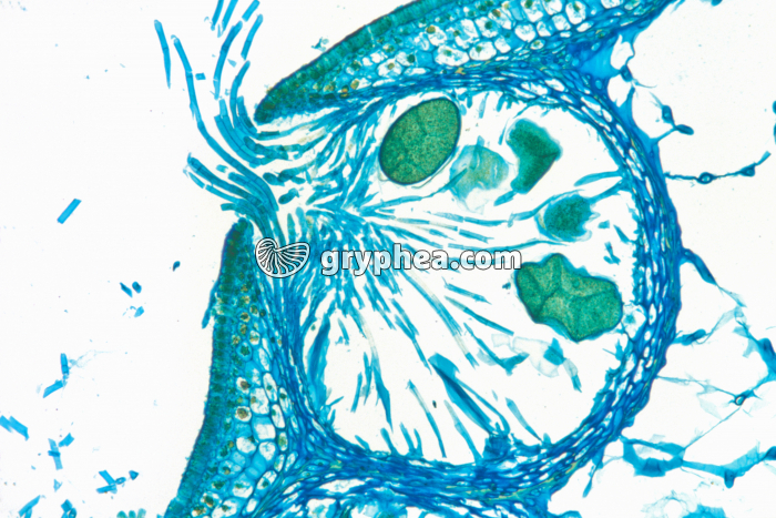 Fucus dioïque - conceptacle femelle x25 - gryphea.com